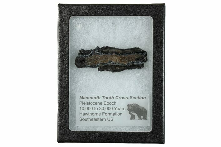 Mammoth Molar Slice With Case - South Carolina #291186